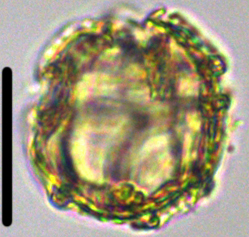 Microdinium ornatum Mic27X1012215950c.jpg